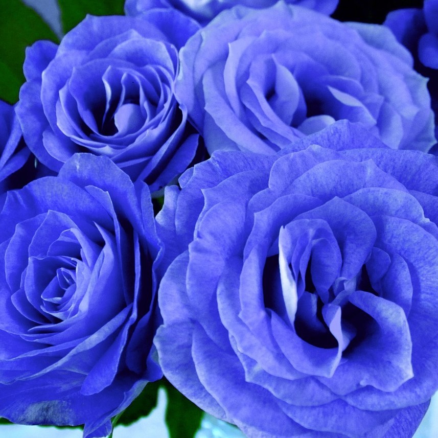 rosa azul