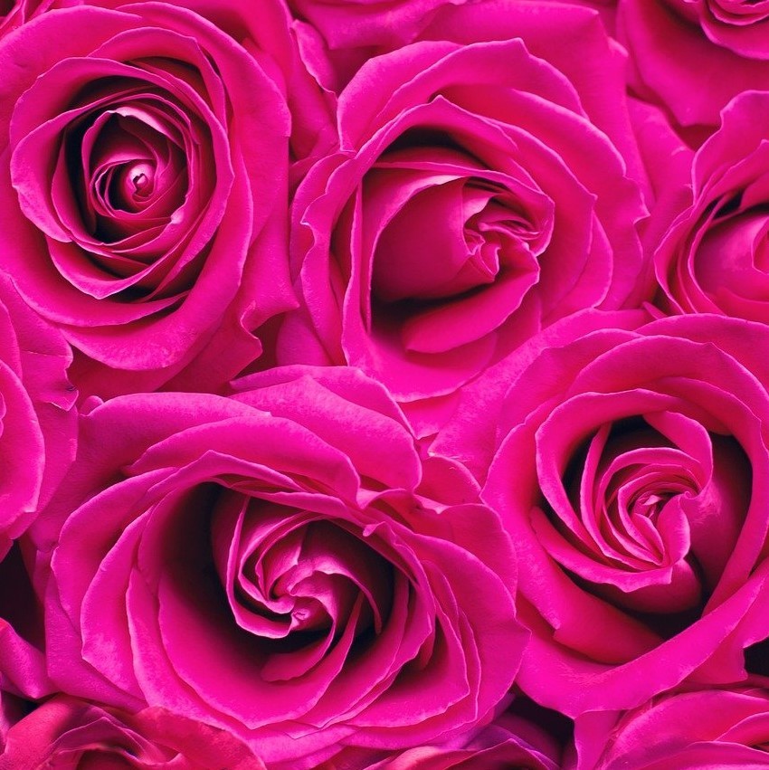 rosa rosa