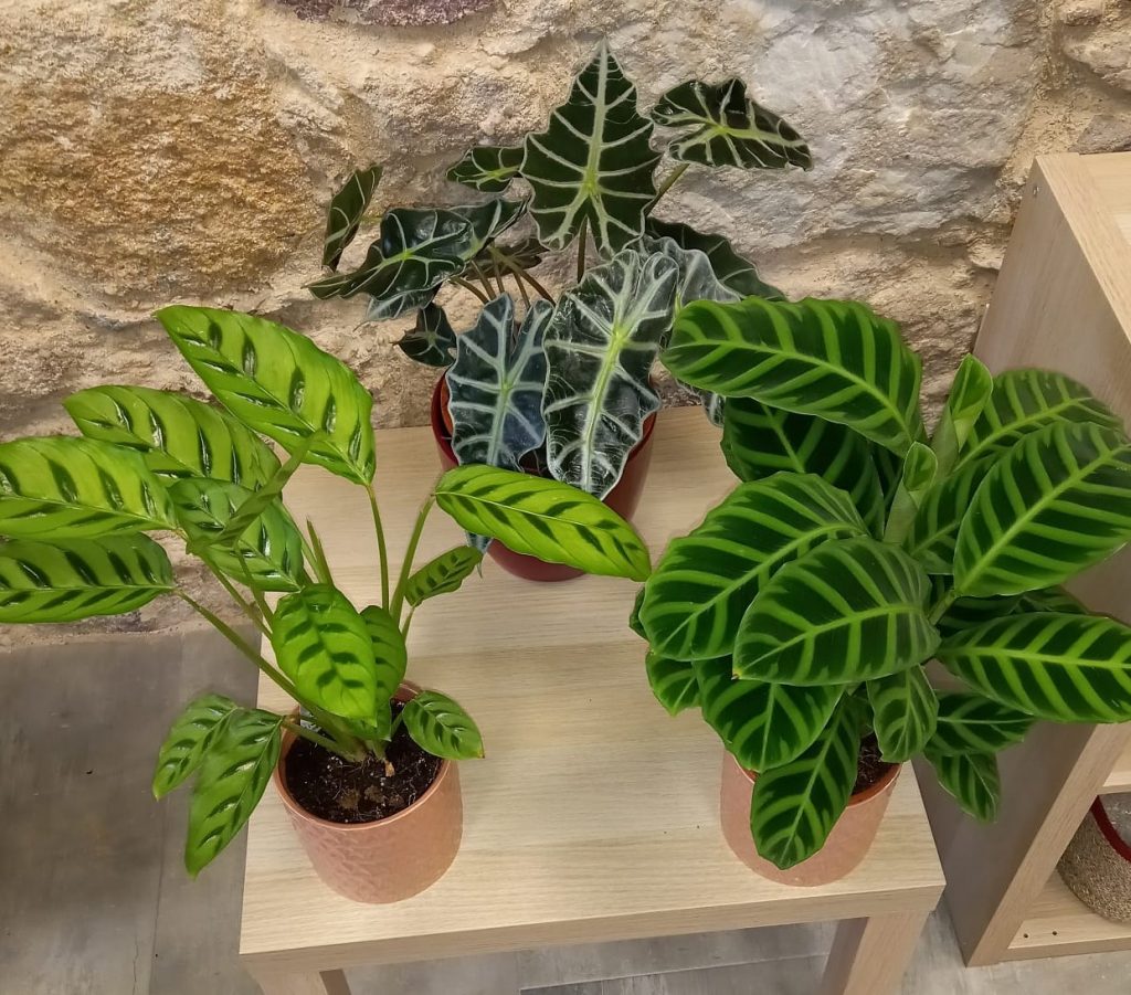 plantas zamora